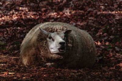 Portrait of a sheep in a field