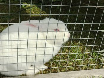 Close-up of bird in cage