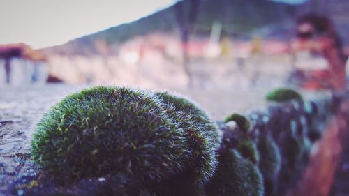 Close-up of plant against blurred background