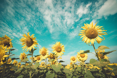 Close-up of sunflower on field against sky