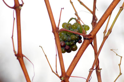 Close-up of berries growing on tree