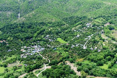 High angle view of plants and trees in forest