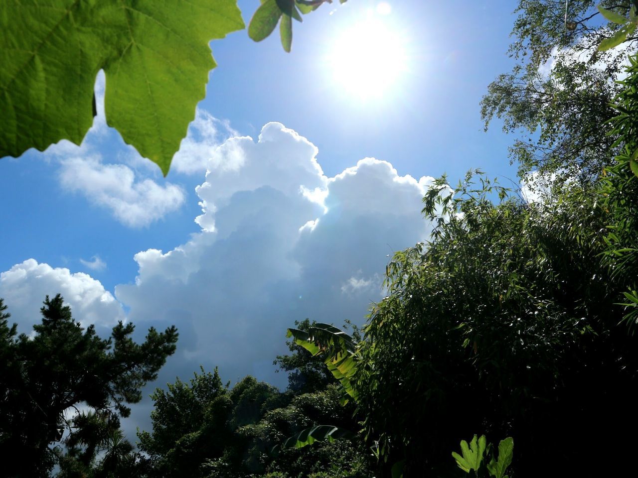 Cumulus cloud