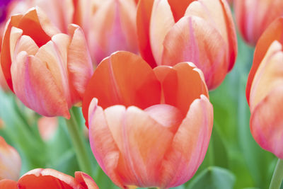 Close-up of pink tulips