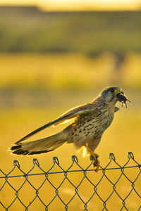 Close-up of bird perching on fence