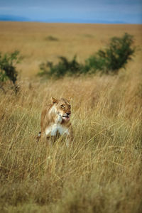 View of a cat on field