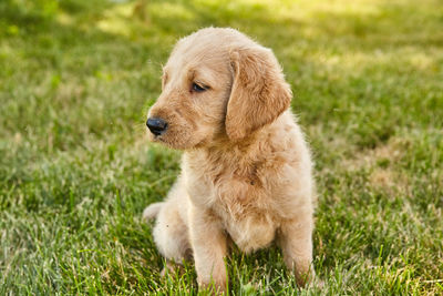 High angle view of golden retriever on grassy field