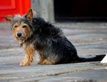 Close-up of dog