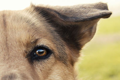 Cropped portrait of dog
