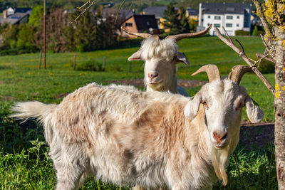 Close-up of sheep on field