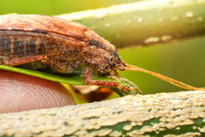 Close-up of insect on leaf