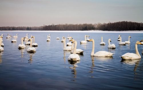 Ducks swimming in lake