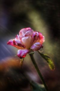 Close-up of flower blooming outdoors