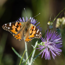 Close-up of butterfly pollinating on purple flower