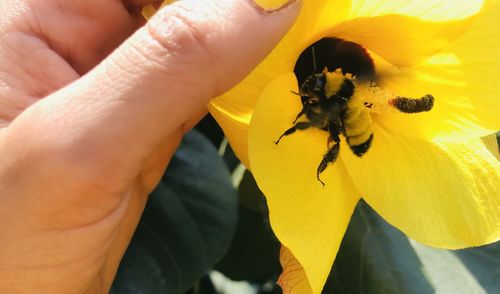 Close-up of bee pollinating on yellow flower