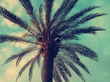 Low angle view of palm tree against sky