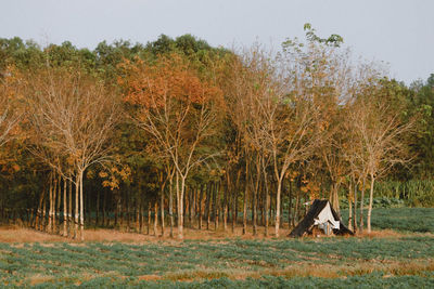 Trees growing on field against sky