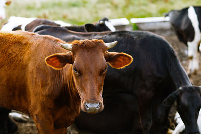 Cow standing in field