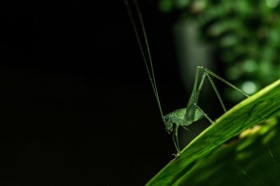 Close-up of damselfly on plant