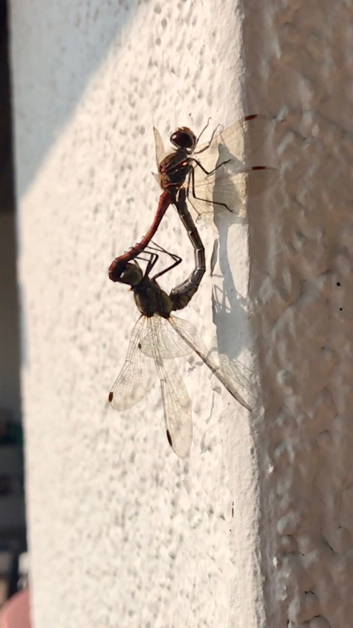 CLOSE-UP OF SPIDER ON WINDOW