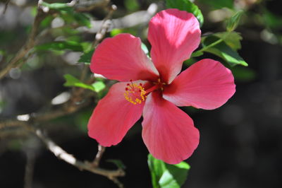 Close-up of pink flower