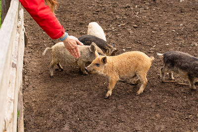 High angle view of sheep on mud