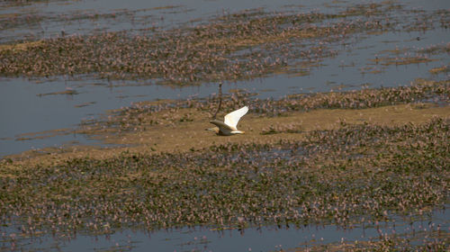 Bird flying over lake