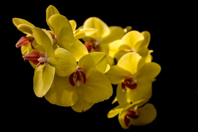 Close-up of flowers over black background