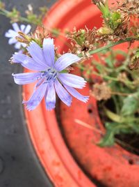 Close-up of fresh flower