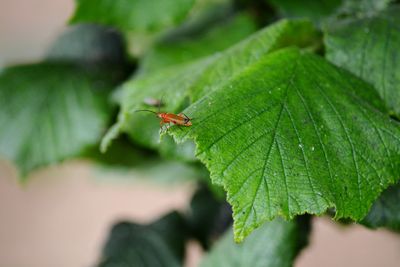 Close-up of insect on leaf