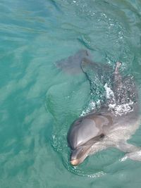 Dolphin in the sea