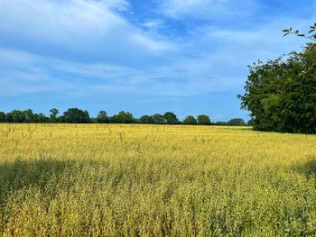 Scenic view of field against sky