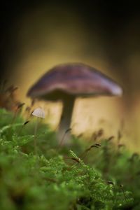 Close-up of insect on mushroom