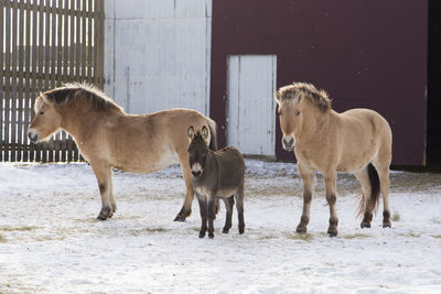 Miniature grey donkey standing between two horses in snowy enclosure