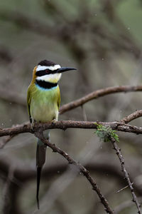 Close-up of bird perching on branch