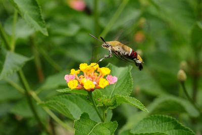 Butterfly pollinating on flower