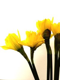 Close-up of yellow flowers against clear sky