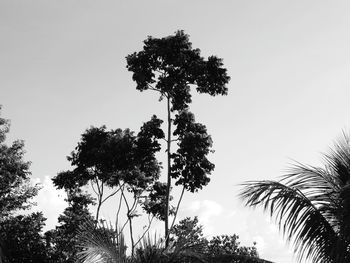 Low angle view of palm trees against clear sky