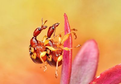 Close-up of insect on pink flower