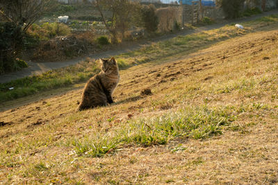 Cat relaxing on grassy field