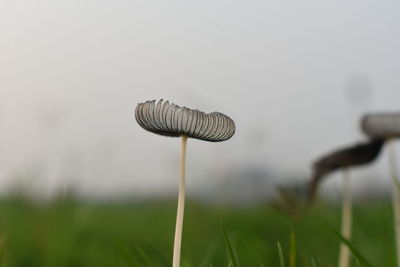 Close-up of mushroom growing on field