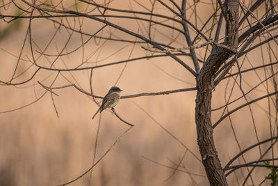 Bird perching on branch