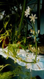 Close-up of white daisy flowers blooming outdoors