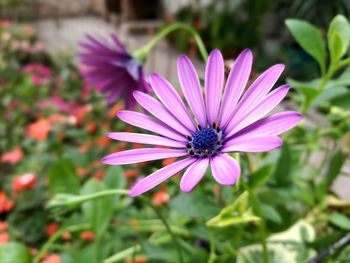 Close-up of purple flower