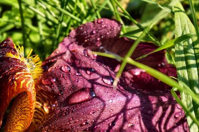 Close-up of pink flowers