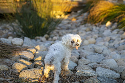 Portrait of a dog on rock