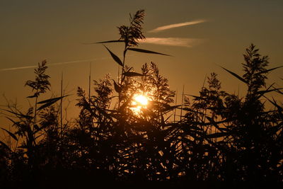 Low angle view of silhouette trees against sky during sunset