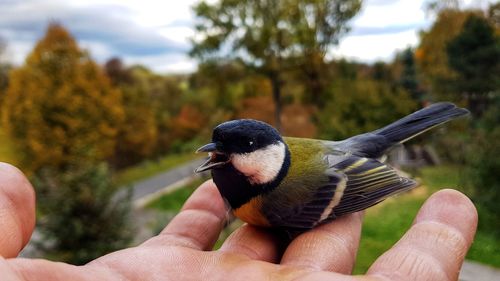 Close-up of hand holding bird