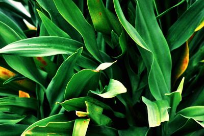 Close-up of plant