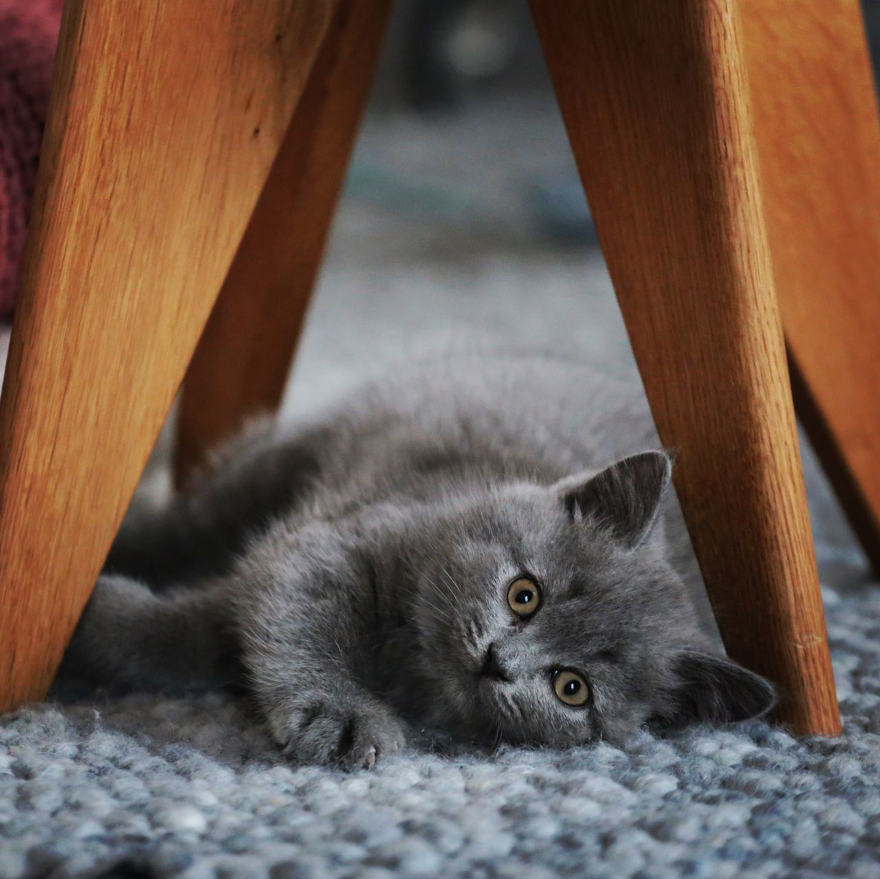 mammal, domestic cat, domestic, pets, one animal, domestic animals, vertebrate, cat, looking at camera, portrait, feline, no people, young animal, wood - material, relaxation, focus on foreground, kitten, whisker